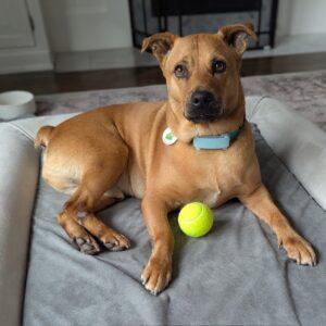 Pumba, a Adoptable mixed breed in Bowmanville, ON image 5/6