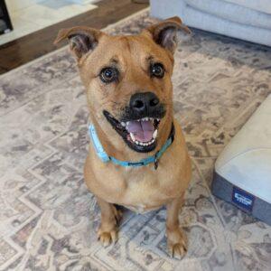 Pumba, Adoptable, Adult Male Mixed Breed.