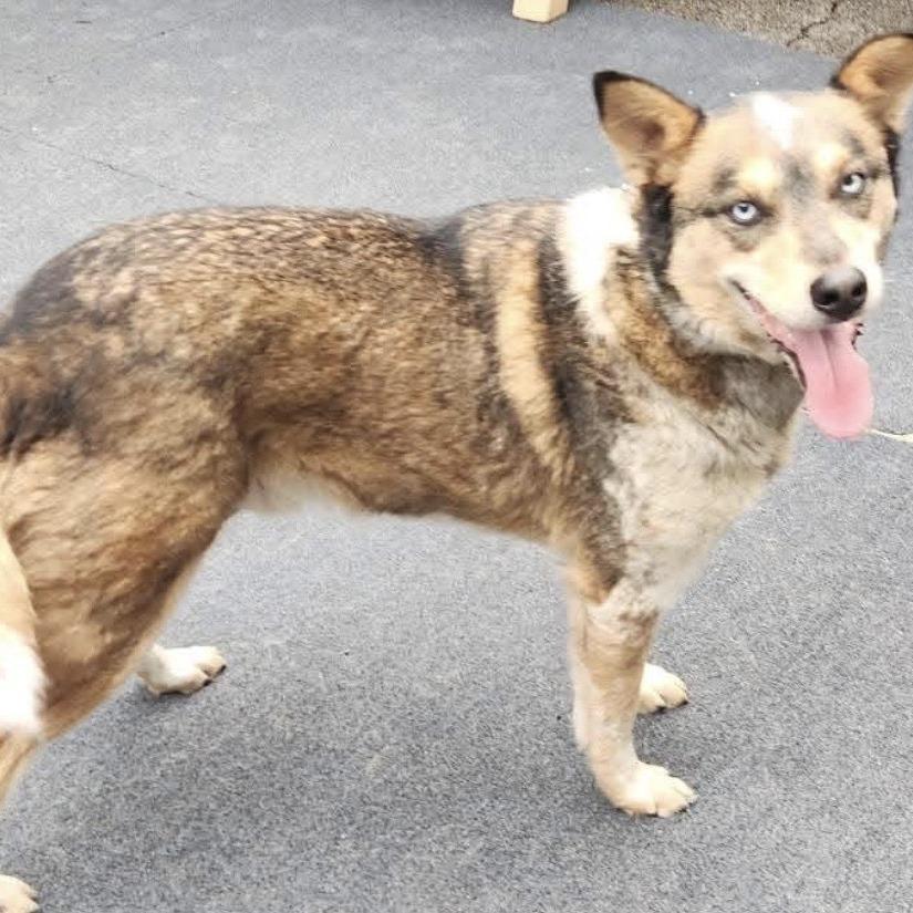 Fanta, Adoptable, Adult Male Husky.