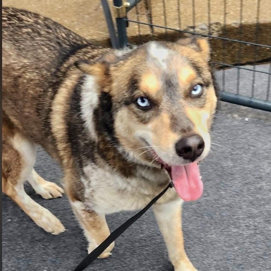 Fanta, Adoptable, Adult Male Husky & Mixed Breed.