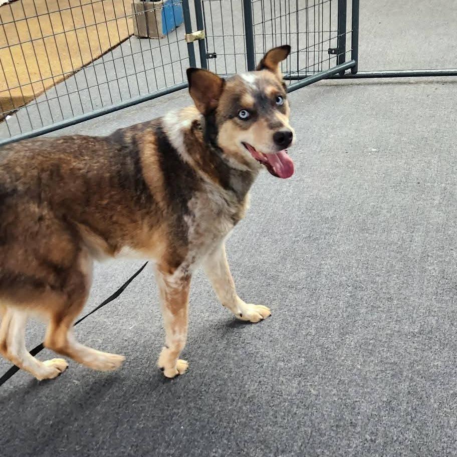 Enlarge Fanta, a Adoptable mixed breed in Cleveland, TN image 3/4