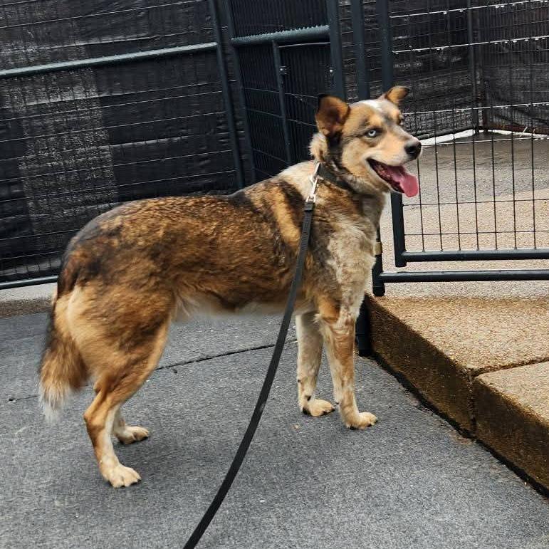 Enlarge Fanta, a Adoptable mixed breed in Cleveland, TN image 4/4