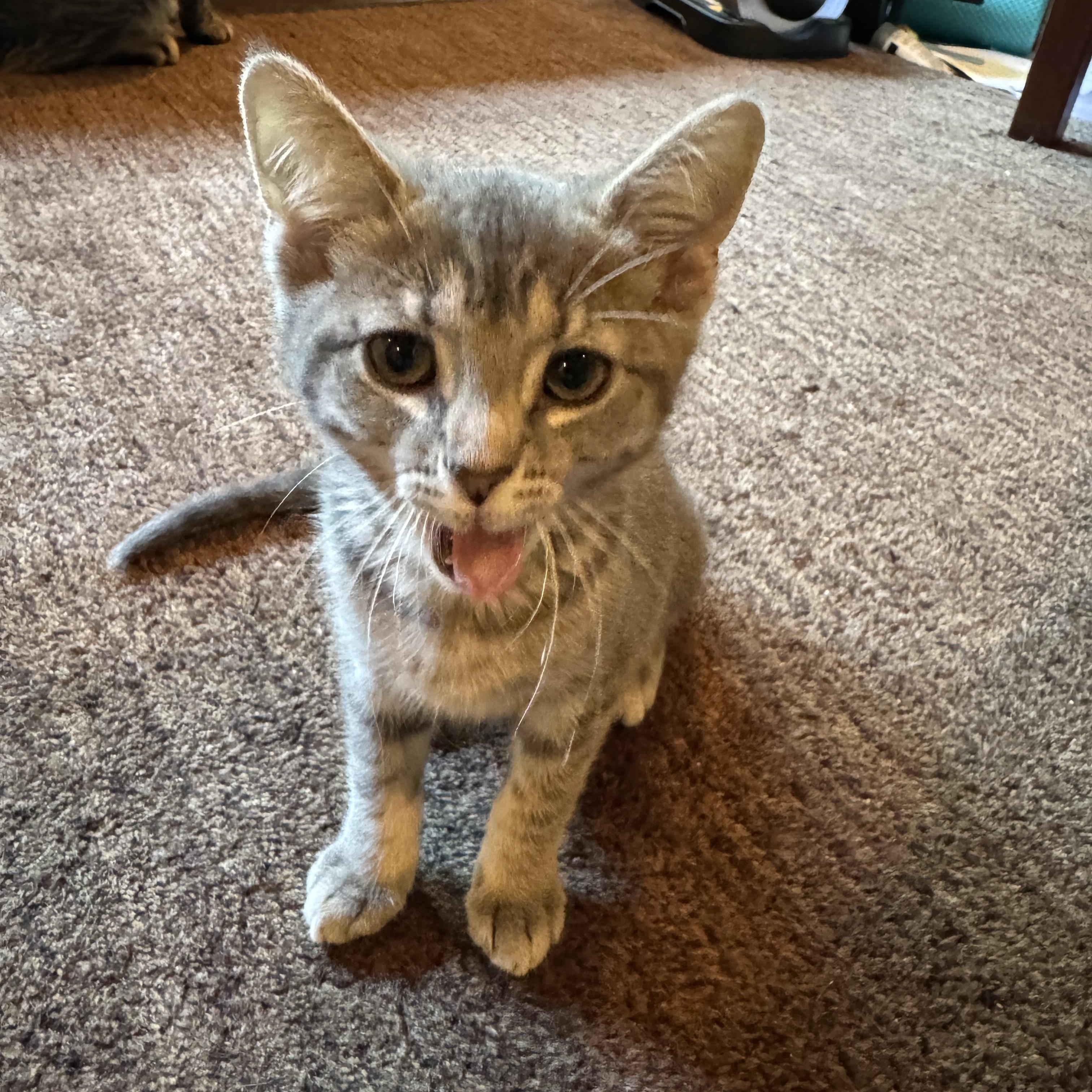 Harper, a ADOPTABLE mixed breed in Woodinville, WA image 4/4