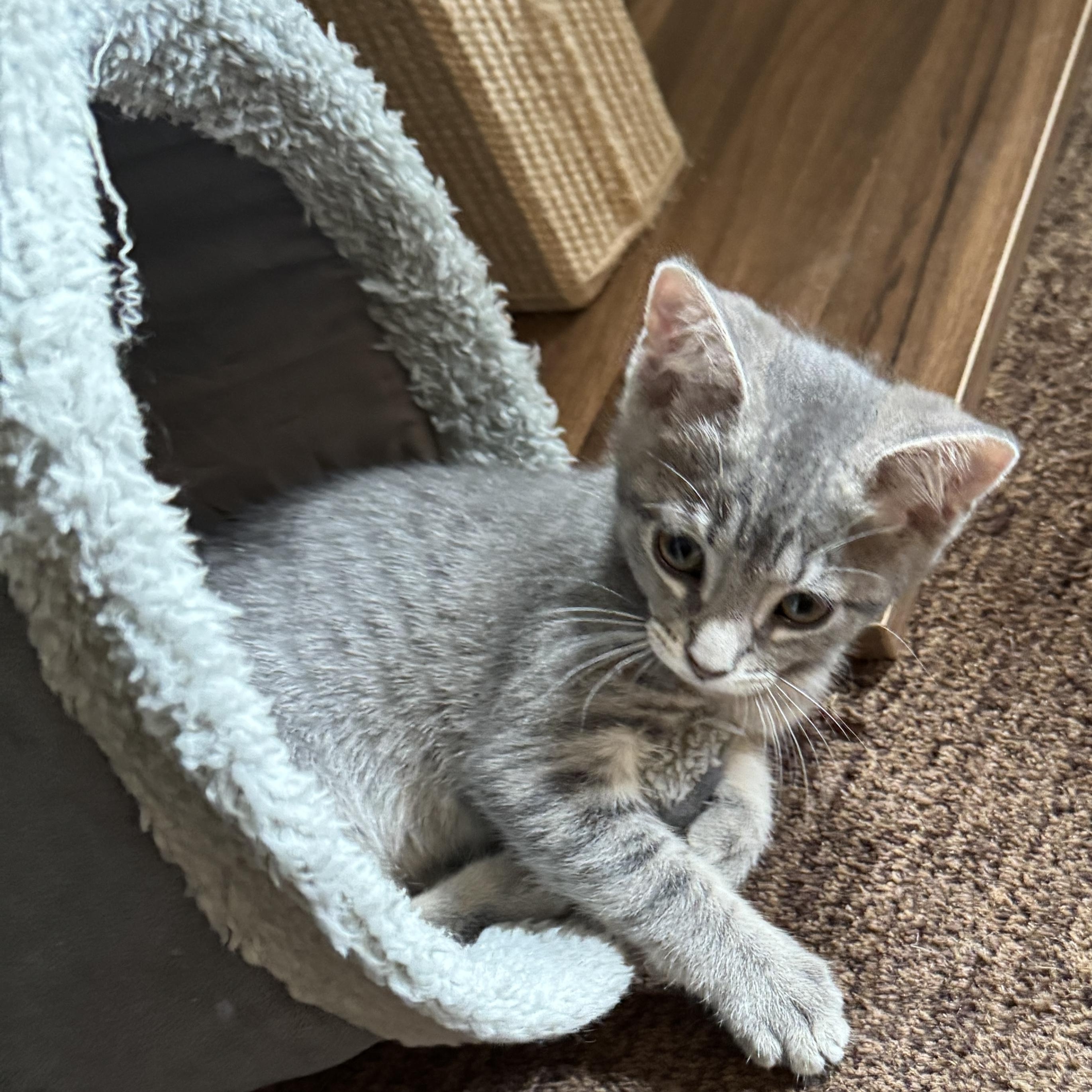Harper, a ADOPTABLE mixed breed in Woodinville, WA image 2/4