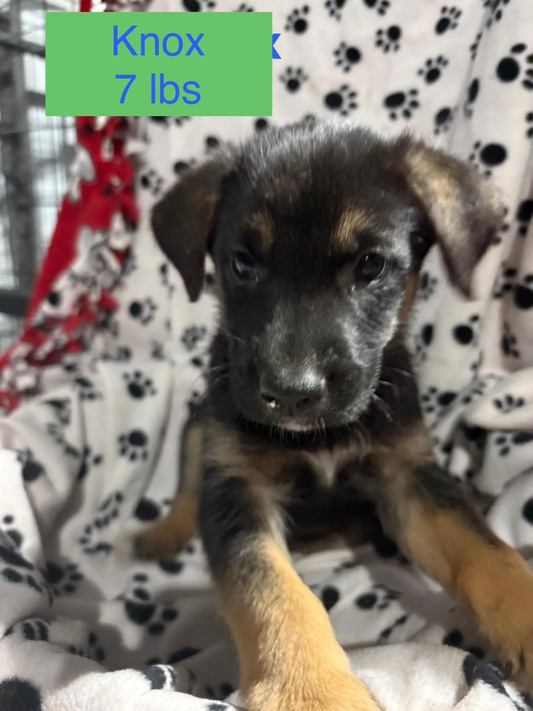 Enlarge Knox, an adopted mixed breed in Littleton, CO image 5/5