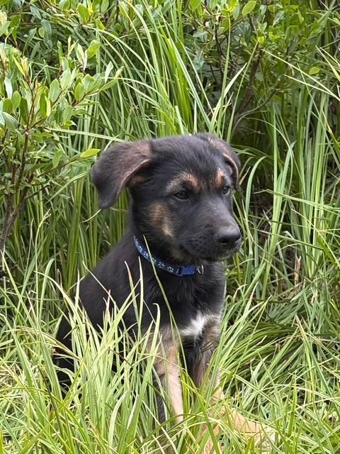 Enlarge Knox, an adopted mixed breed in Littleton, CO image 1/5