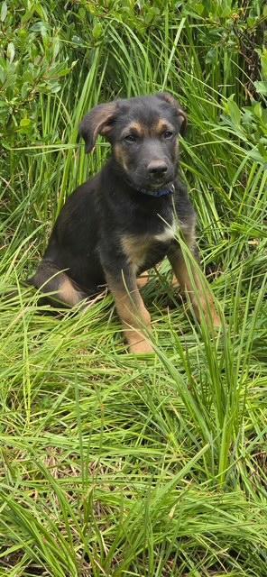 Enlarge Knox, an adopted mixed breed in Littleton, CO image 2/5