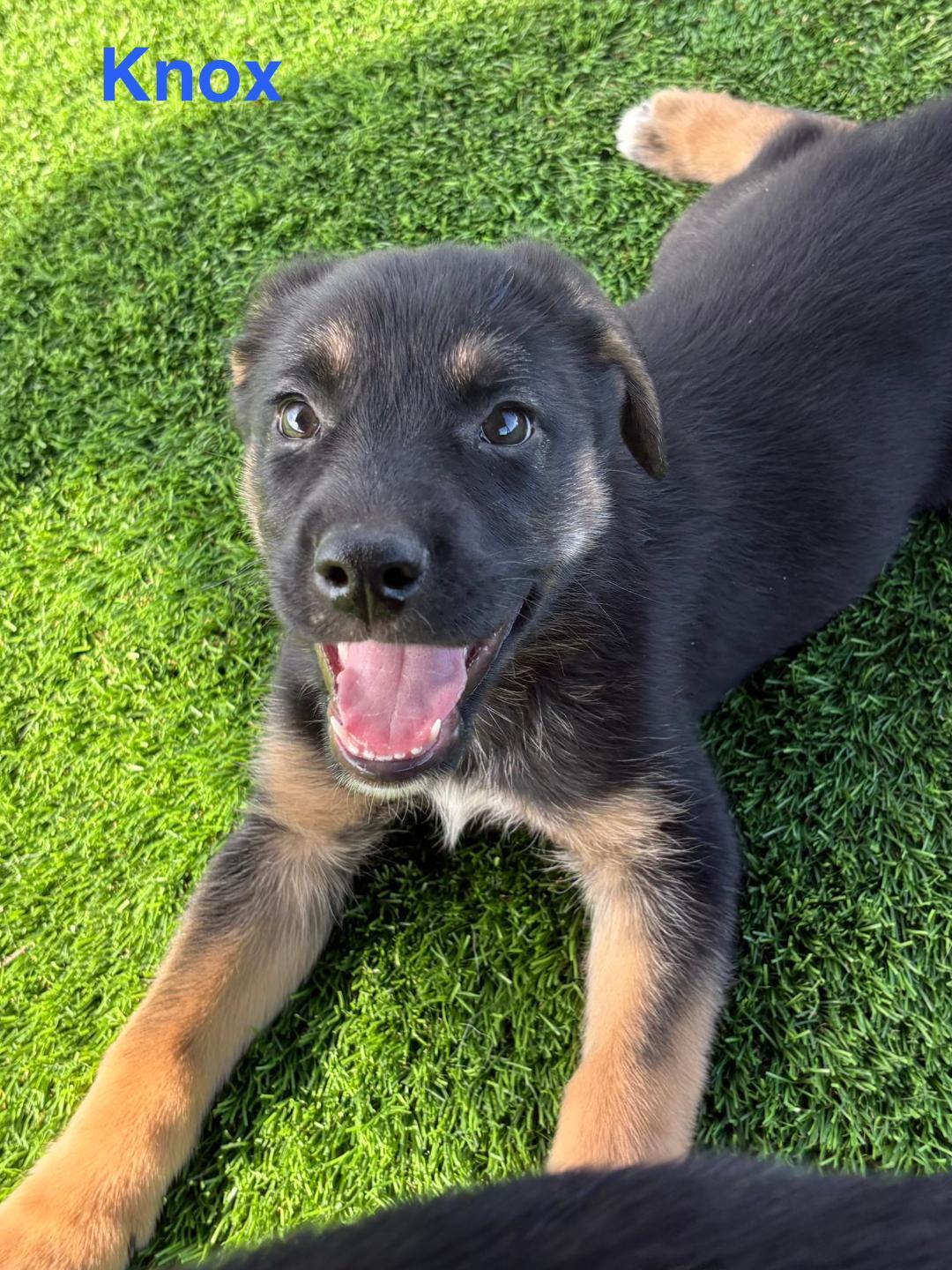 Enlarge Knox, an adopted mixed breed in Littleton, CO image 4/5