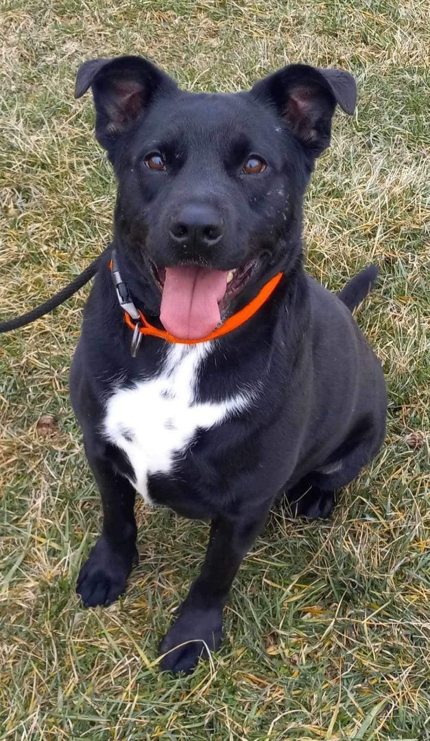 Luke, an adoptable Mixed Breed in Dublin, VA_image-1