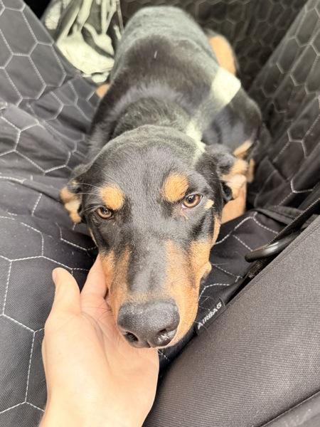 Sophie, Adoptable, Adult Female Mixed Breed.