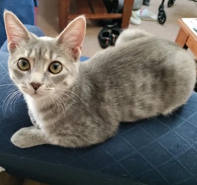 Pinot, adopted, Kitten Female Domestic Short Hair.