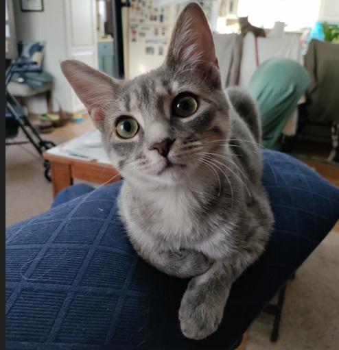 Enlarge Pinot, an adopted Domestic Short Hair in Columbia, SC image 2/4