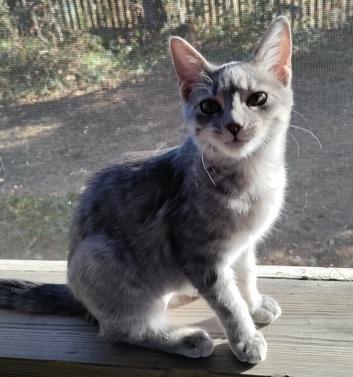 Enlarge Pinot, an adopted Domestic Short Hair in Columbia, SC image 3/4