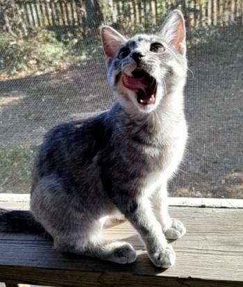 Enlarge Pinot, an adopted Domestic Short Hair in Columbia, SC image 4/4
