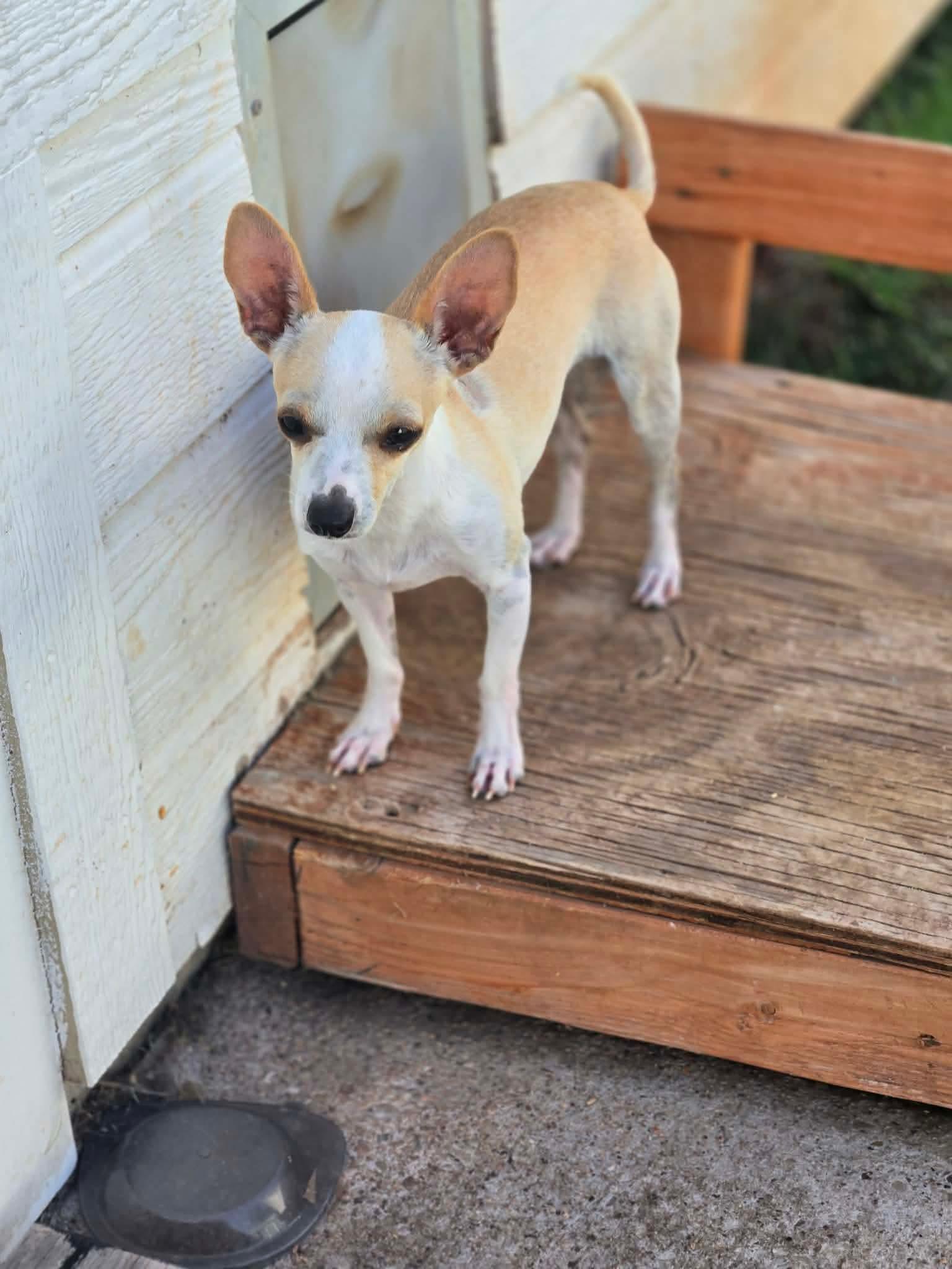 OTIS, an adopted Chihuahua in Boston, MA image 5/5