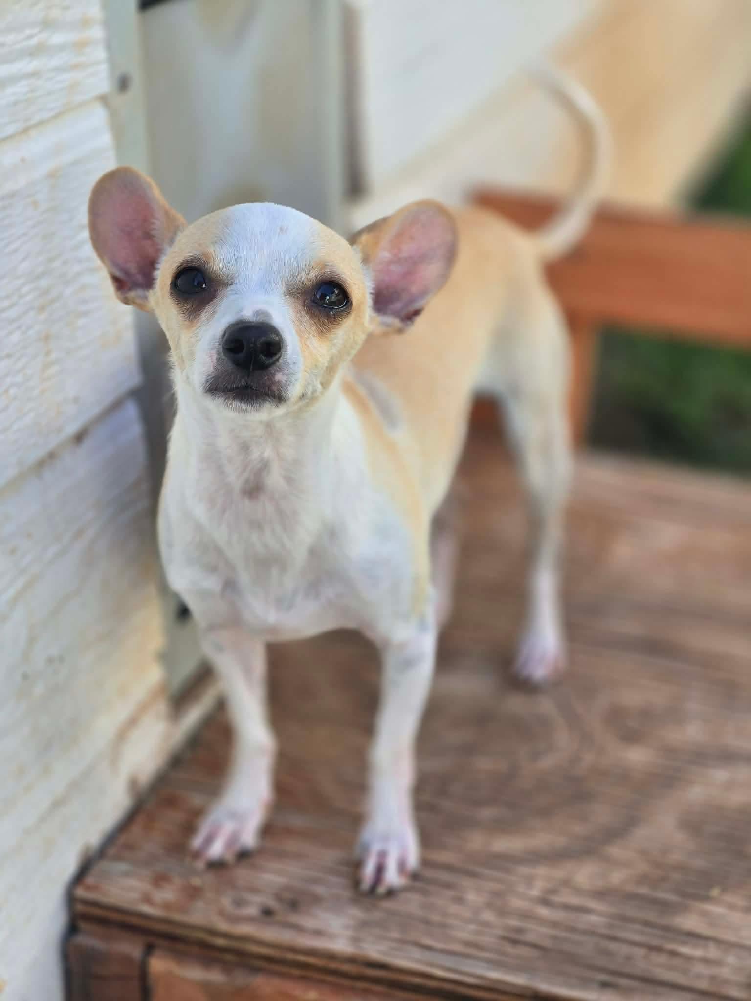 OTIS, an adopted Chihuahua in Boston, MA image 1/5