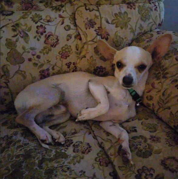 OTIS, an adopted Chihuahua in Boston, MA image 3/5