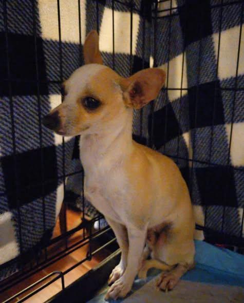 OTIS, an adopted Chihuahua in Boston, MA image 2/5