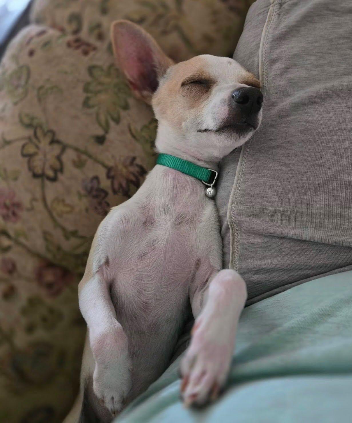 OTIS, an adopted Chihuahua in Boston, MA image 4/5