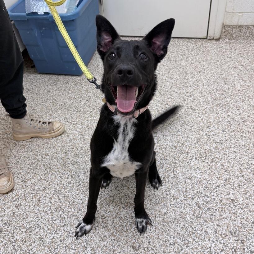 Wizard, Adoptable, Young Male Mixed Breed.