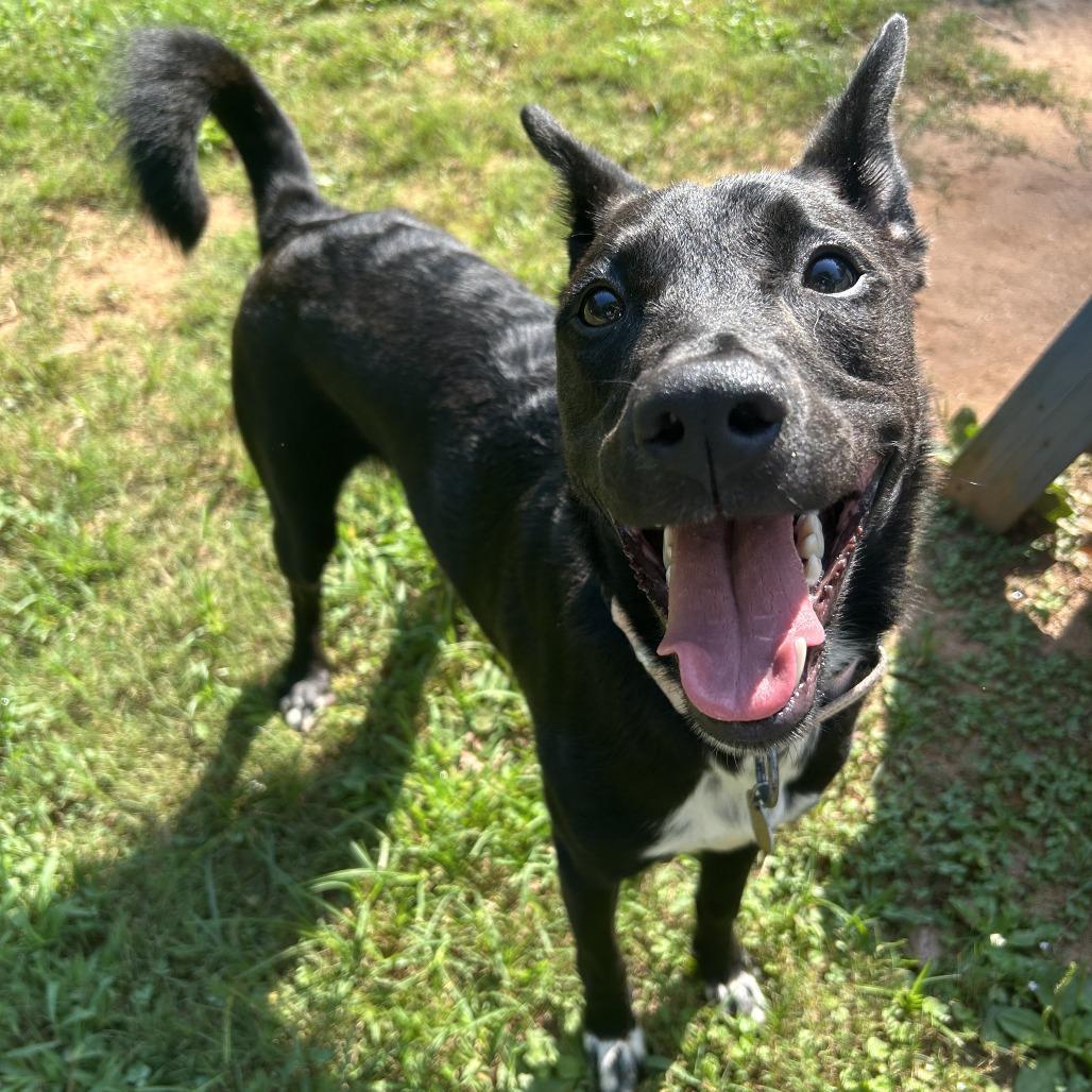 Enlarge Wizard, a Adoptable Mixed Breed in Auburn, AL image 2/6