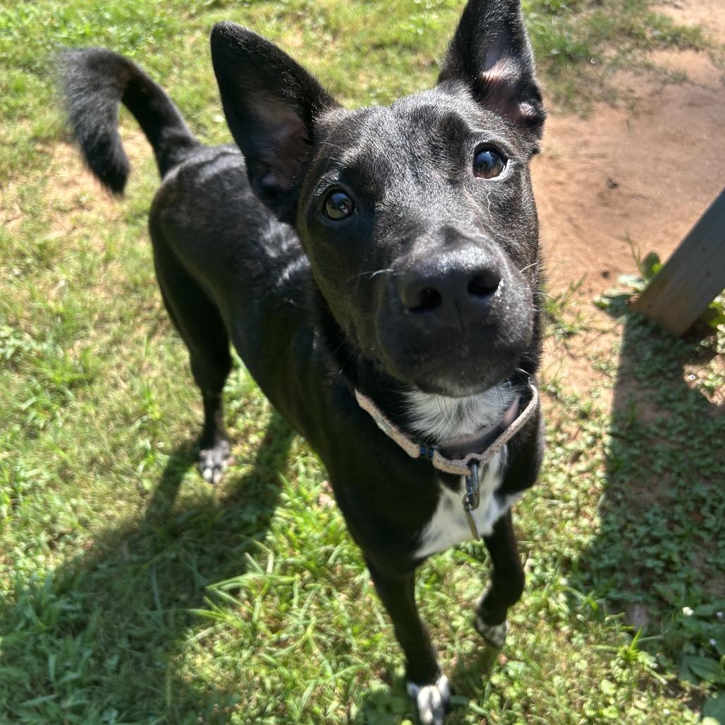 Enlarge Wizard, a Adoptable Mixed Breed in Auburn, AL image 3/6