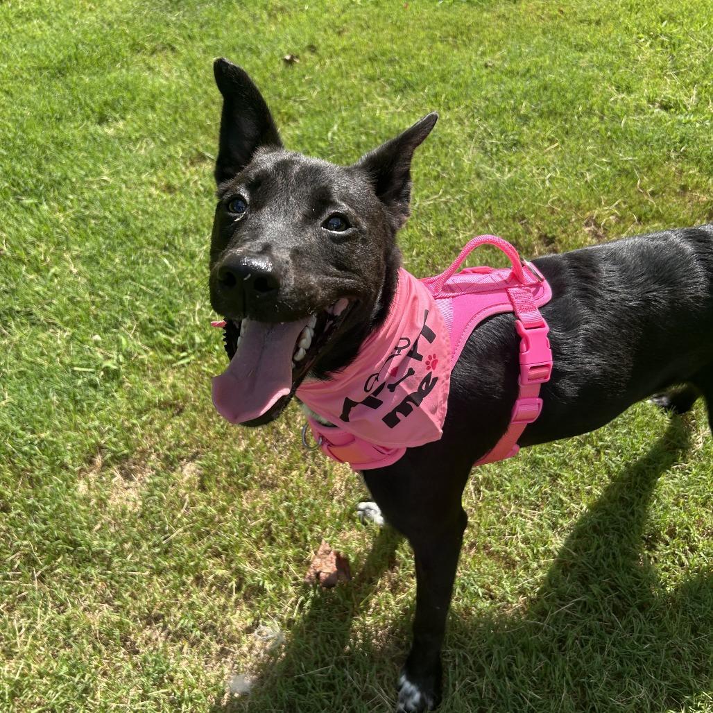 Enlarge Wizard, a Adoptable Mixed Breed in Auburn, AL image 5/6