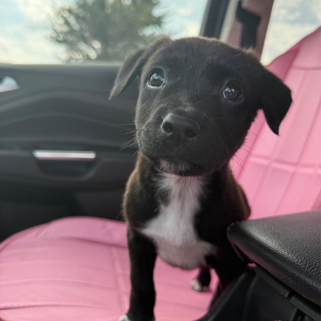 Enlarge Wizard, a Adoptable Mixed Breed in Auburn, AL image 6/6