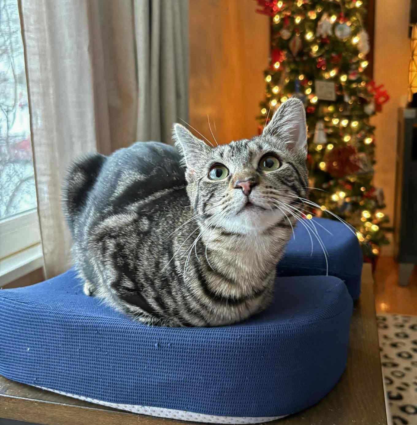 Ovaltine, a ADOPTABLE Domestic Short Hair in Morgantown, WV image 1/3