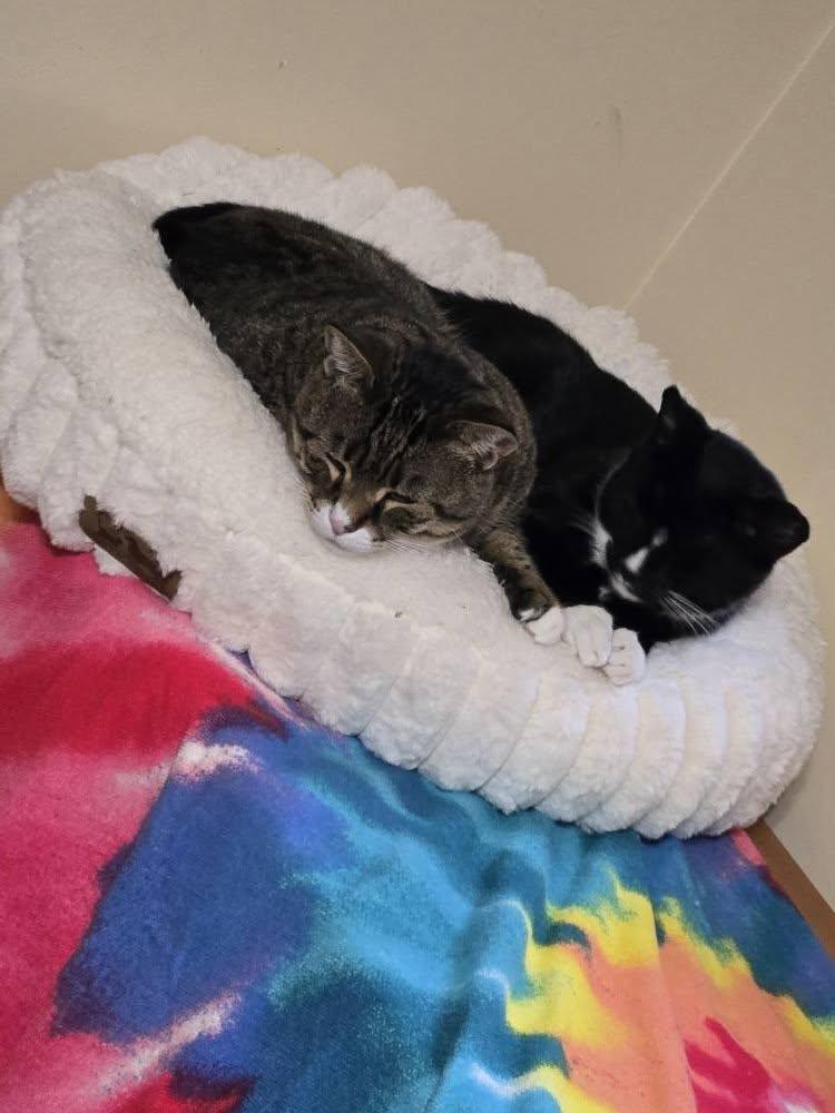 Enlarge MOLLY, a ADOPTABLE mixed breed in Bridgewater, NJ image 4/6