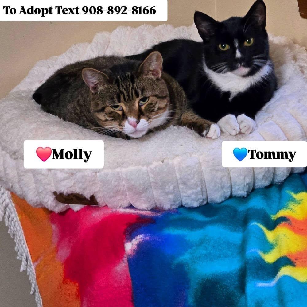 Enlarge MOLLY, a ADOPTABLE mixed breed in Bridgewater, NJ image 2/6