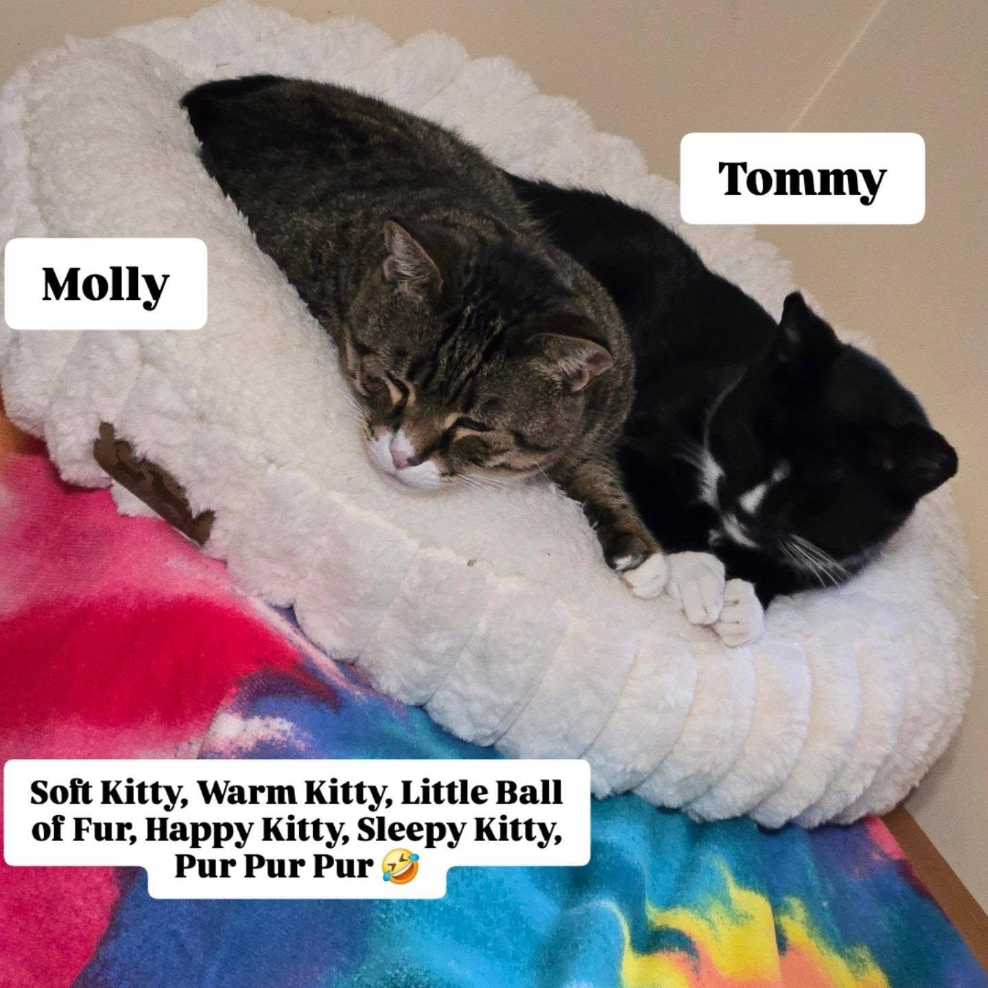 Enlarge MOLLY, a ADOPTABLE mixed breed in Bridgewater, NJ image 5/6