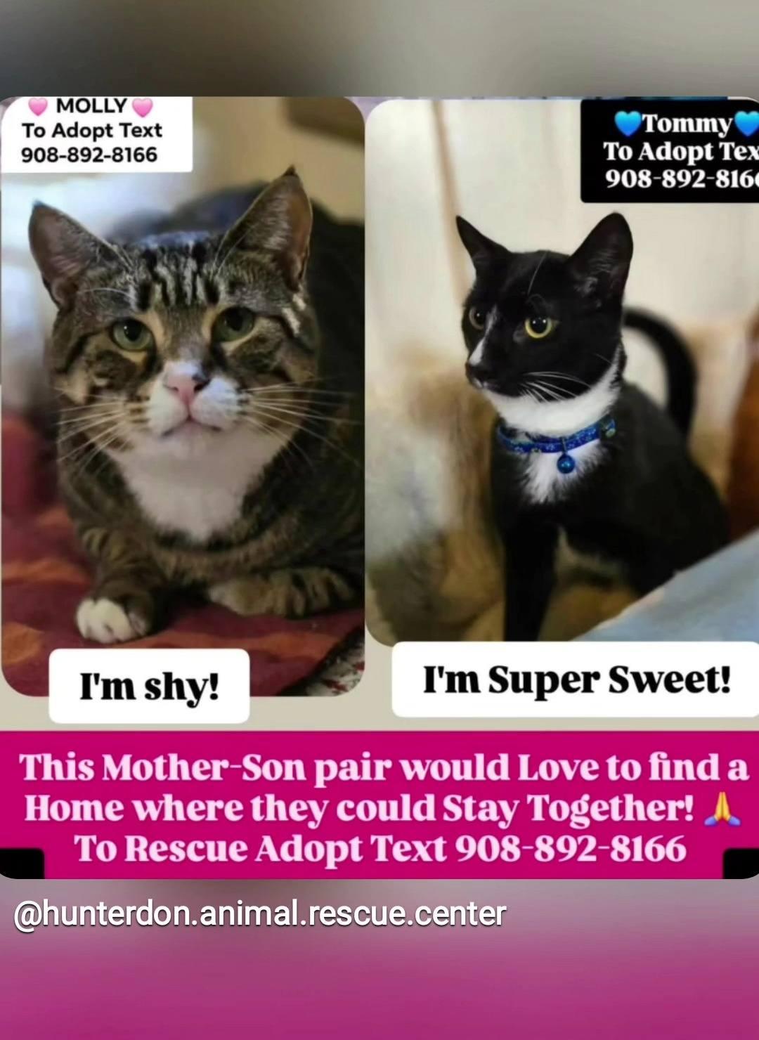 Enlarge MOLLY, a ADOPTABLE mixed breed in Bridgewater, NJ image 3/6