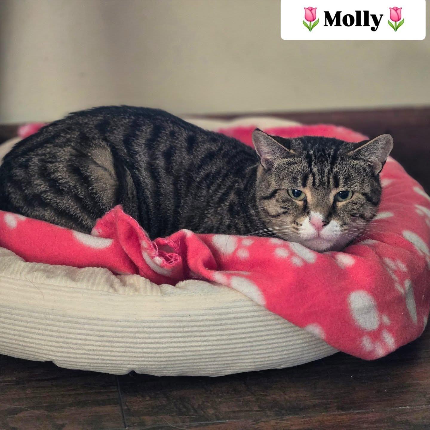 Enlarge MOLLY, a ADOPTABLE mixed breed in Bridgewater, NJ image 1/6