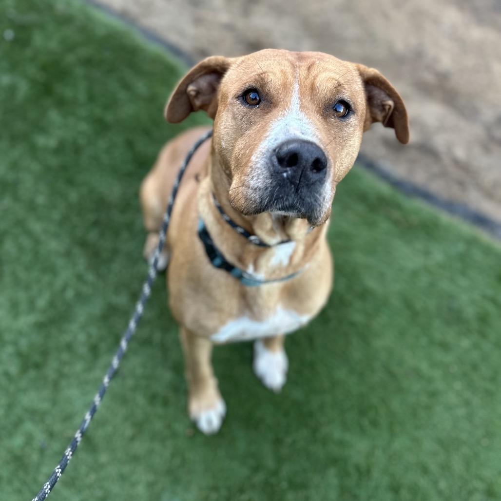 Enlarge Claire Bear, a Adoptable mixed breed in San Diego, CA image 1/6