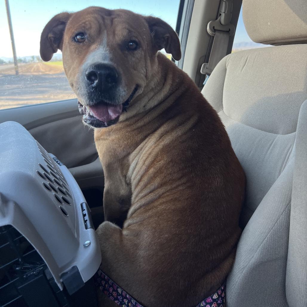 Enlarge Claire Bear, a Adoptable mixed breed in San Diego, CA image 2/6