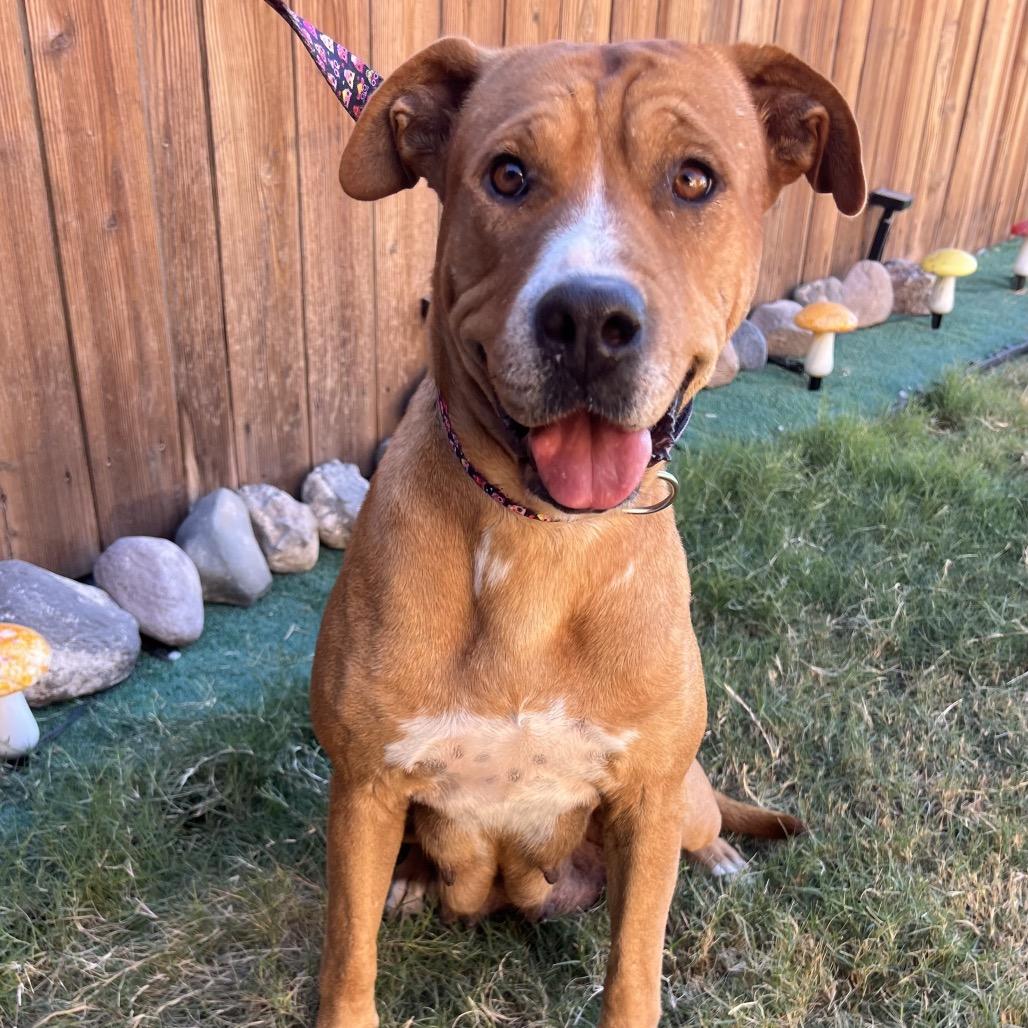 Enlarge Claire Bear, a Adoptable mixed breed in San Diego, CA image 3/6