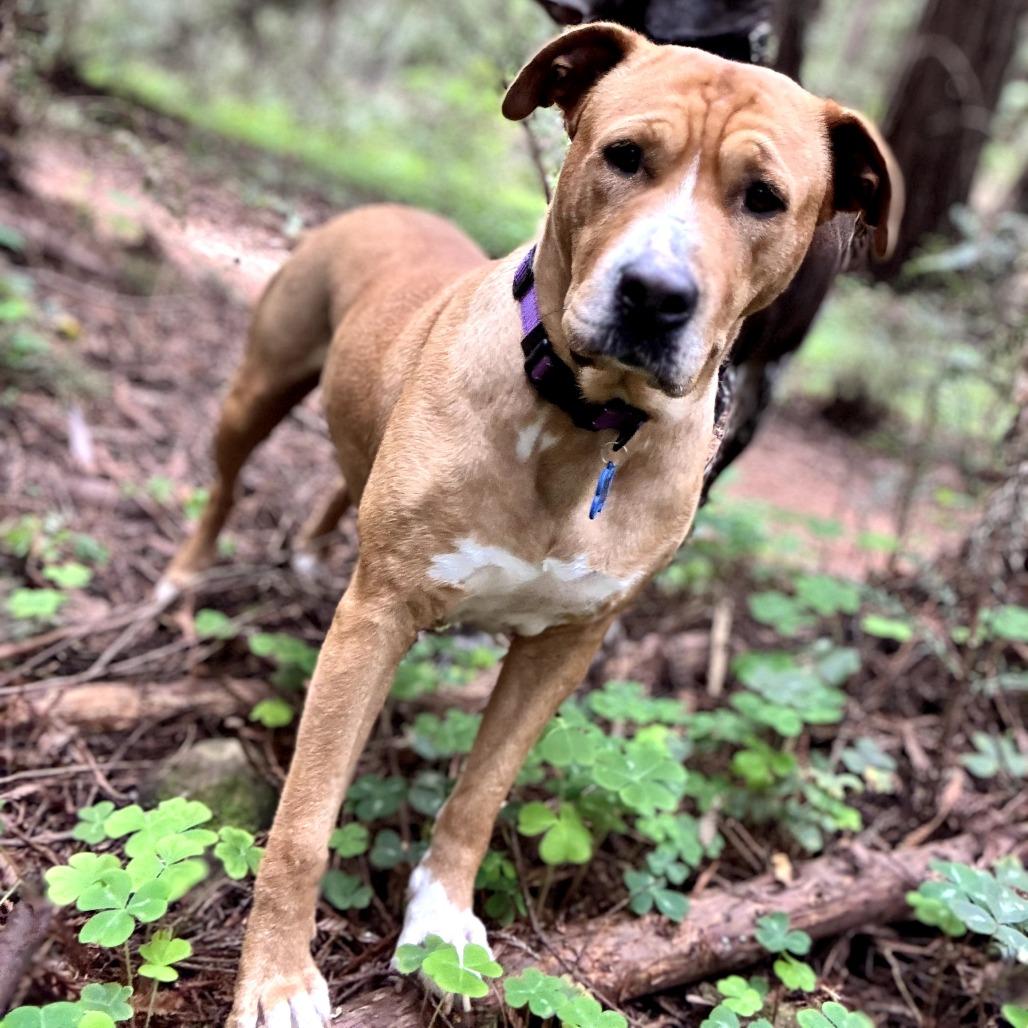 Enlarge Claire Bear, a Adoptable mixed breed in San Diego, CA image 4/6