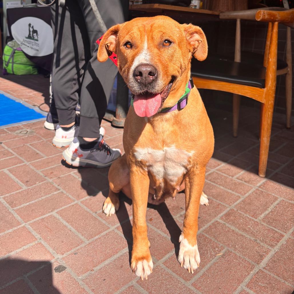 Enlarge Claire Bear, a Adoptable mixed breed in San Diego, CA image 5/6