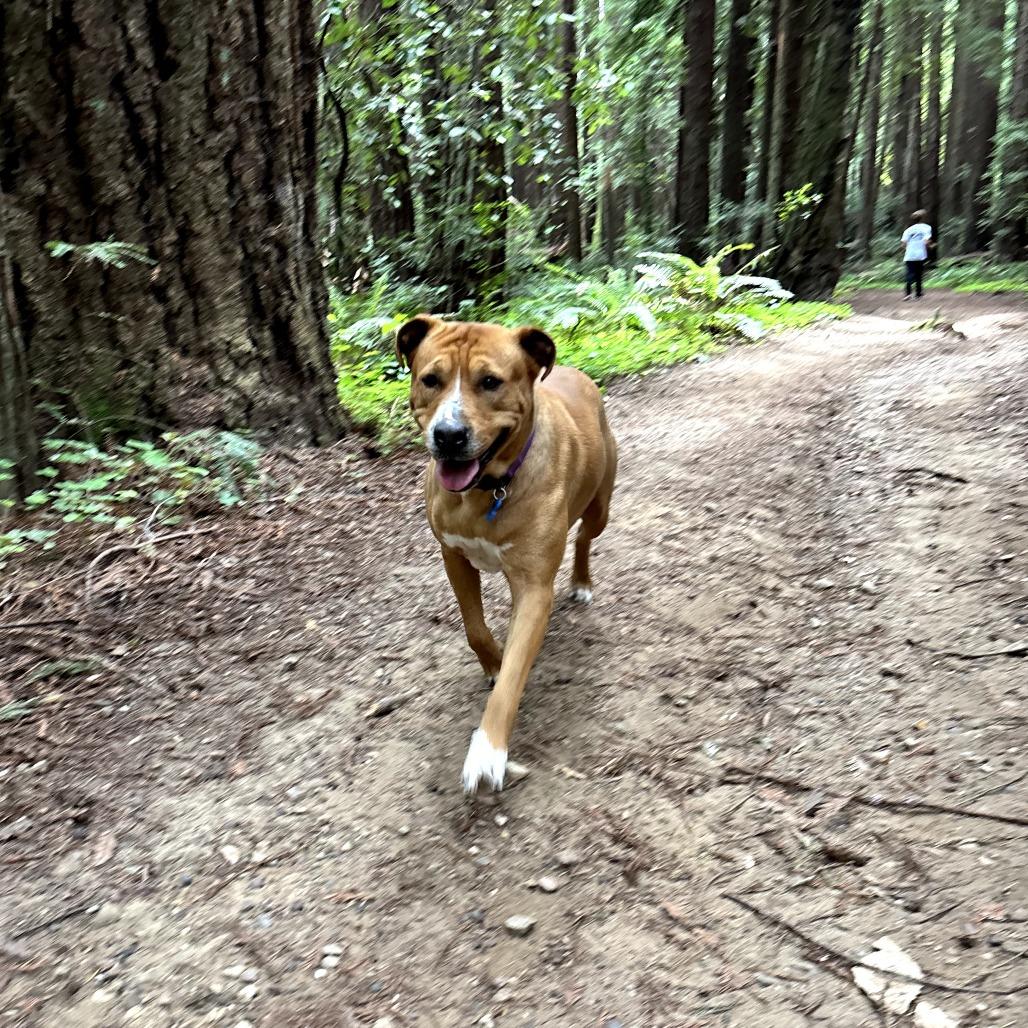 Enlarge Claire Bear, a Adoptable mixed breed in San Diego, CA image 6/6
