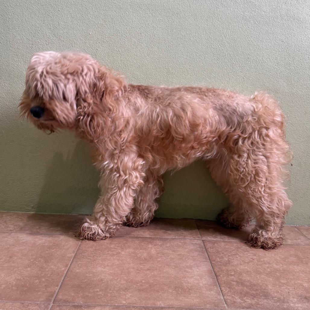 Enlarge SnickerDoodle, a Adoptable Miniature Poodle in LOXAHATCHEE, FL image 1/1