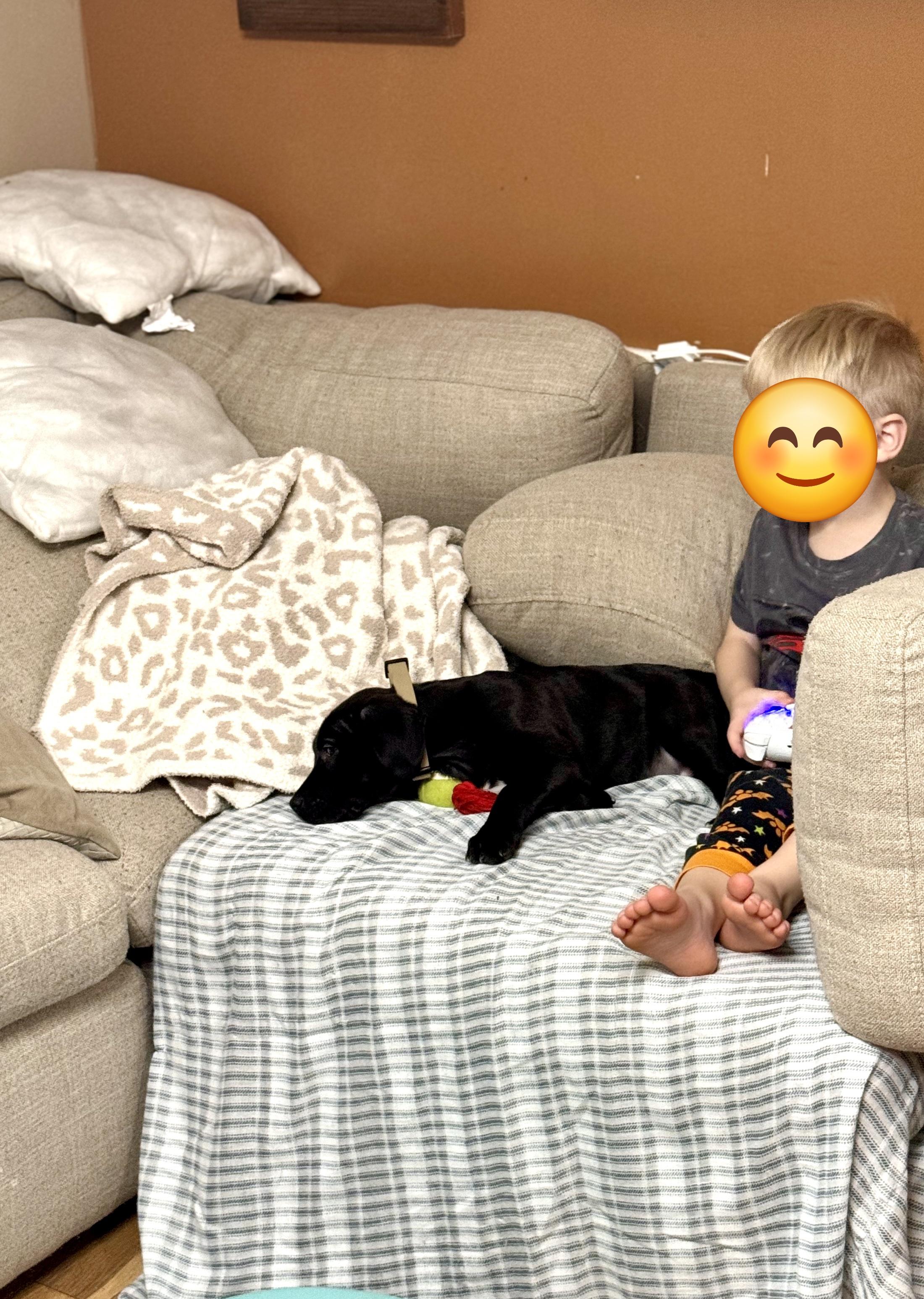 Charlie, Adopted, Puppy Male Black Labrador Retriever.