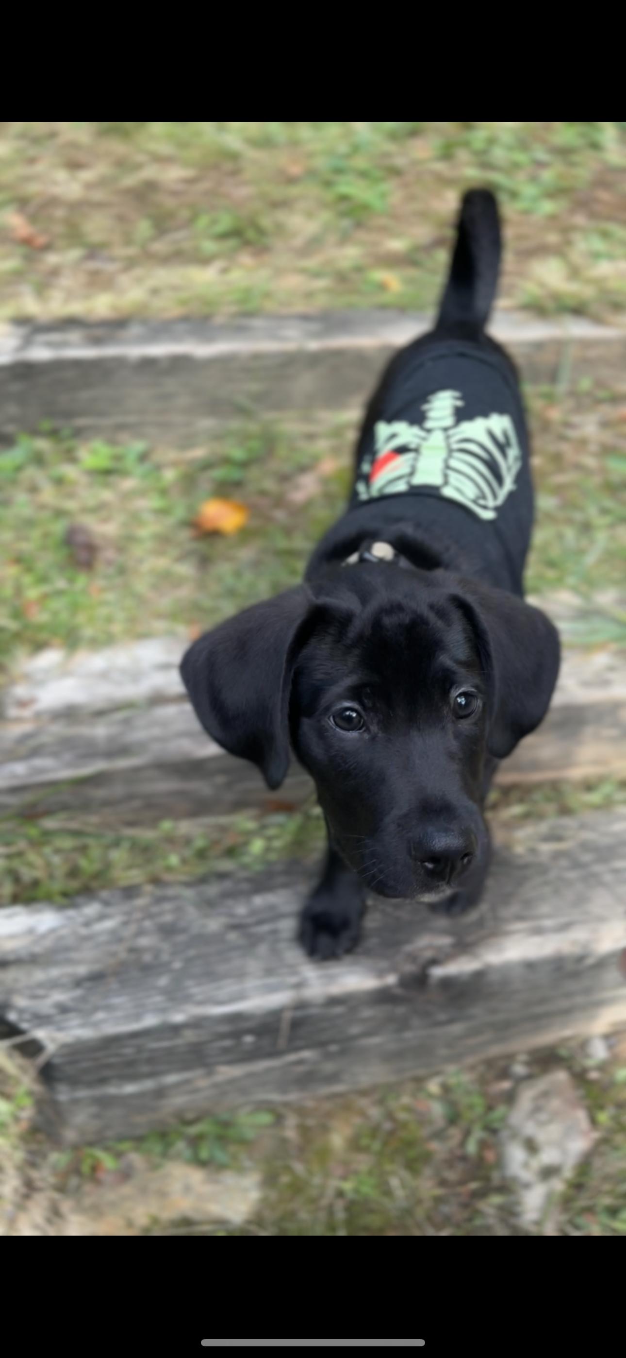 Enlarge Charlie, a Adopted mixed breed in Morgantown, WV image 2/4