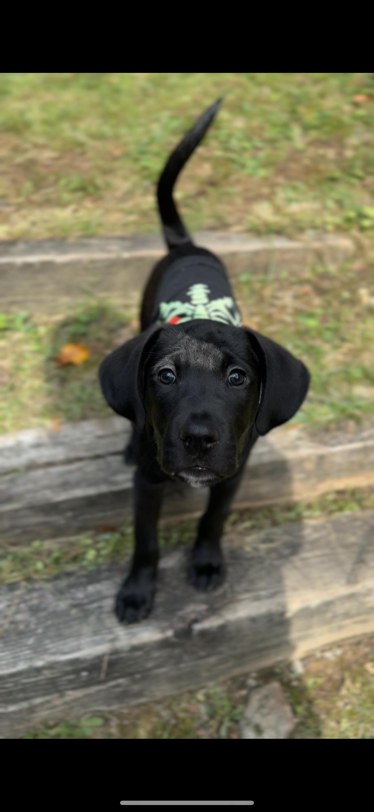 Enlarge Charlie, a Adopted mixed breed in Morgantown, WV image 3/4