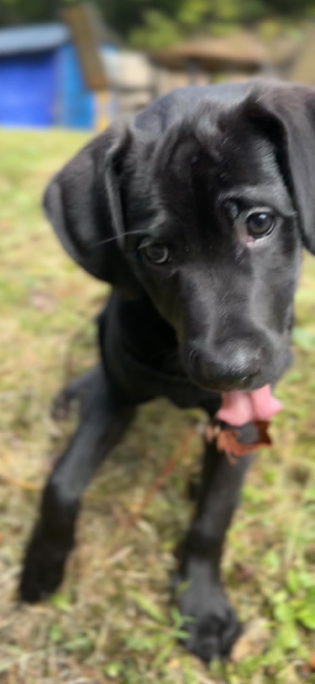 Enlarge Charlie, a Adopted mixed breed in Morgantown, WV image 4/4