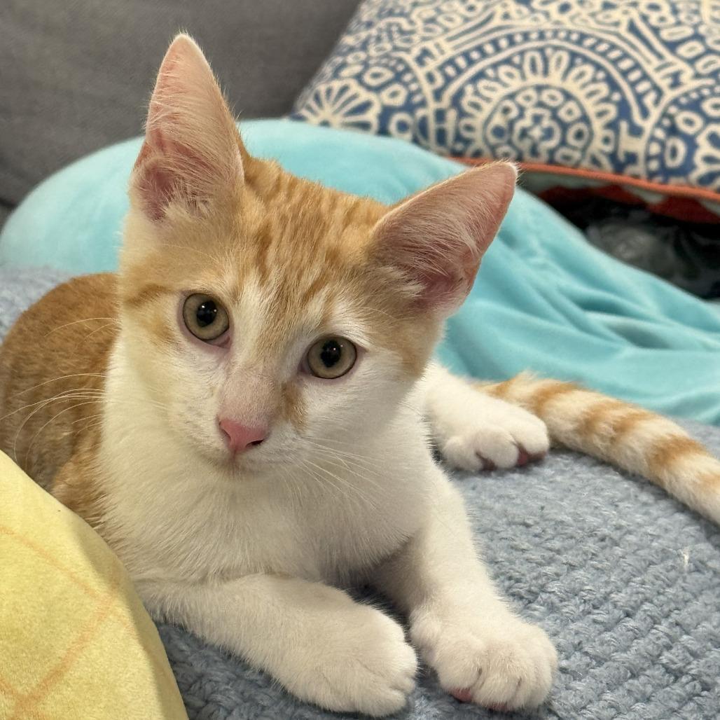Enlarge Canelo, a Adoptable American Shorthair in Garden Grove, CA image 1/2