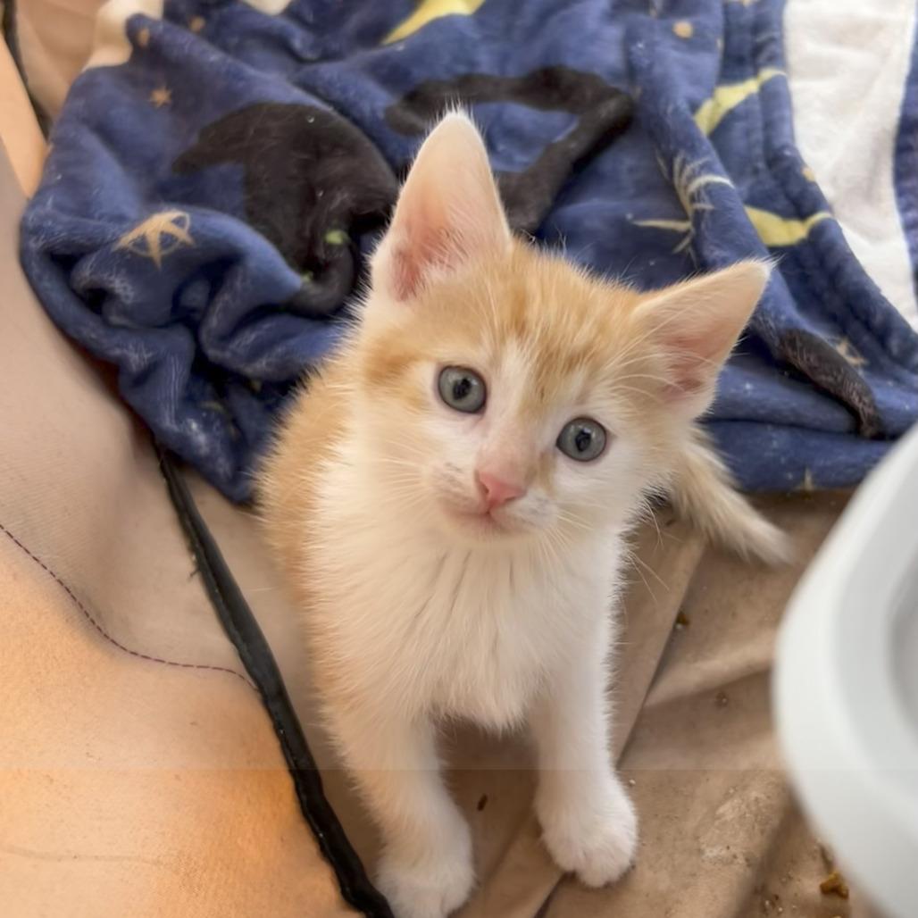 Enlarge Canelo, a Adoptable American Shorthair in Garden Grove, CA image 2/2