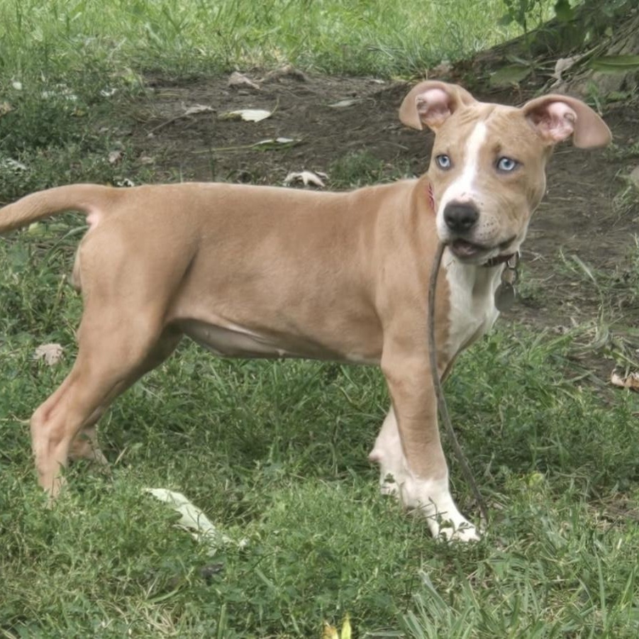 Mango