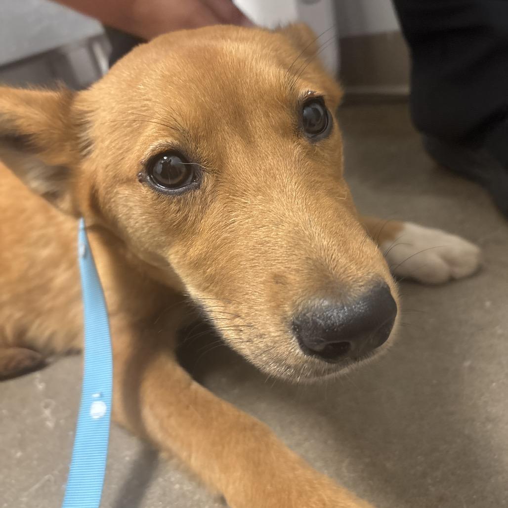 Ethel, Adoptable, Young Female Mixed Breed.