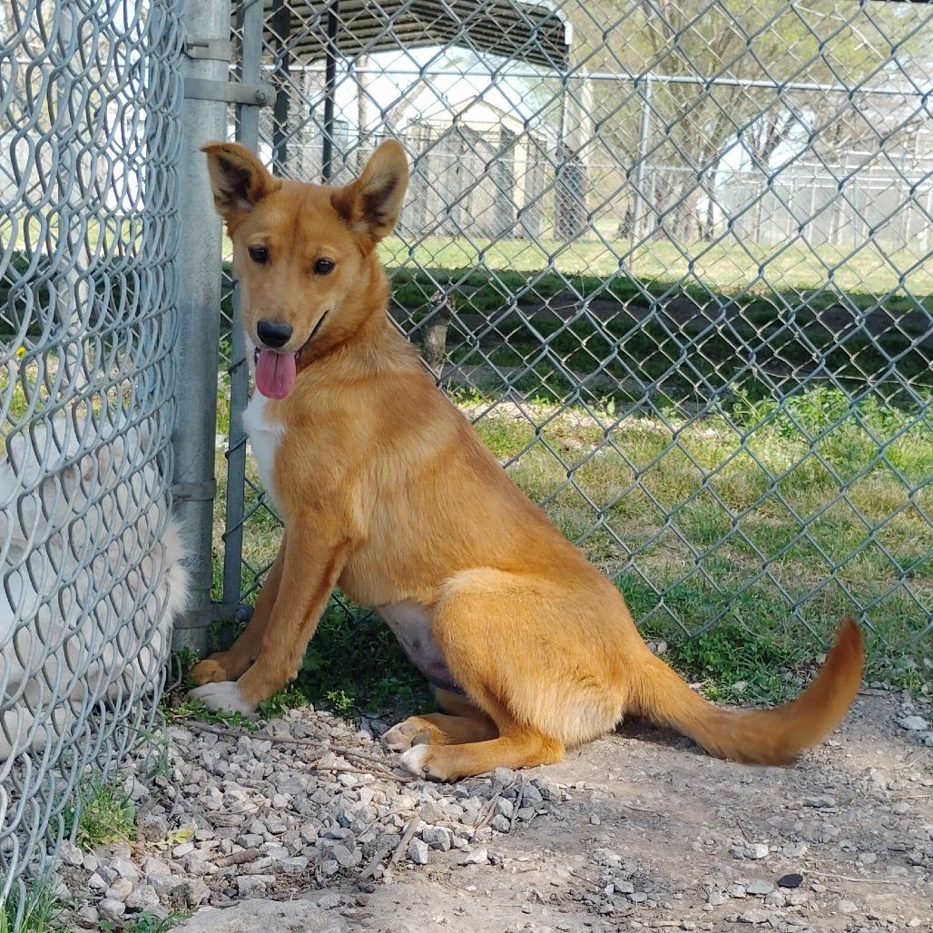 Enlarge Ethel, a Adoptable Mixed Breed in Tulsa, OK image 2/3